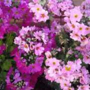 ヒメ日記 2025/03/03 10:49 投稿 斉藤恵 セレブショップ新宿（東京ハレ系）