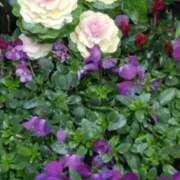 ヒメ日記 2025/03/03 14:00 投稿 斉藤恵 セレブショップ新宿（東京ハレ系）