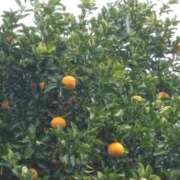 ヒメ日記 2025/03/03 16:48 投稿 斉藤恵 セレブショップ新宿（東京ハレ系）