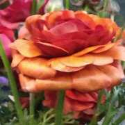 ヒメ日記 2025/03/05 07:15 投稿 斉藤恵 セレブショップ新宿（東京ハレ系）