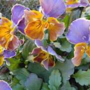 ヒメ日記 2025/03/05 17:30 投稿 斉藤恵 セレブショップ新宿（東京ハレ系）