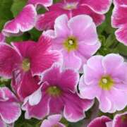 ヒメ日記 2025/03/05 18:02 投稿 斉藤恵 セレブショップ新宿（東京ハレ系）