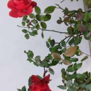 ヒメ日記 2025/03/06 10:47 投稿 斉藤恵 セレブショップ新宿（東京ハレ系）