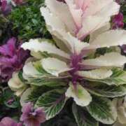 ヒメ日記 2025/03/08 10:15 投稿 斉藤恵 セレブショップ新宿（東京ハレ系）