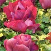 ヒメ日記 2025/03/09 07:15 投稿 斉藤恵 セレブショップ新宿（東京ハレ系）