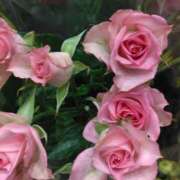 ヒメ日記 2025/03/12 17:51 投稿 斉藤恵 セレブショップ新宿（東京ハレ系）