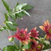 ヒメ日記 2025/03/13 06:00 投稿 斉藤恵 セレブショップ新宿（東京ハレ系）