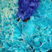 ヒメ日記 2025/03/15 00:45 投稿 斉藤恵 セレブショップ新宿（東京ハレ系）