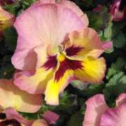 ヒメ日記 2025/03/15 10:15 投稿 斉藤恵 セレブショップ新宿（東京ハレ系）