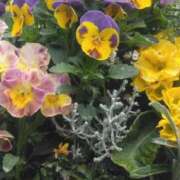 ヒメ日記 2025/03/15 23:24 投稿 斉藤恵 セレブショップ新宿（東京ハレ系）