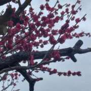 ヒメ日記 2025/03/18 02:06 投稿 斉藤恵 セレブショップ新宿（東京ハレ系）