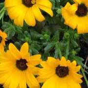 ヒメ日記 2025/03/18 10:38 投稿 斉藤恵 セレブショップ新宿（東京ハレ系）