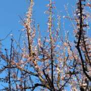 ヒメ日記 2025/03/18 17:24 投稿 斉藤恵 セレブショップ新宿（東京ハレ系）