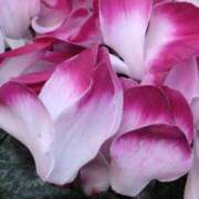 ヒメ日記 2025/03/19 07:15 投稿 斉藤恵 セレブショップ新宿（東京ハレ系）