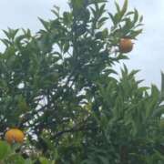 ヒメ日記 2025/03/20 06:19 投稿 斉藤恵 セレブショップ新宿（東京ハレ系）