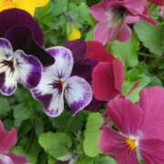 ヒメ日記 2025/03/22 10:15 投稿 斉藤恵 セレブショップ新宿（東京ハレ系）