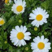 ヒメ日記 2025/03/22 16:27 投稿 斉藤恵 セレブショップ新宿（東京ハレ系）