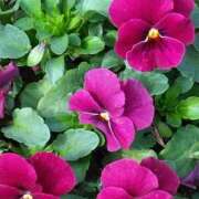 ヒメ日記 2025/03/22 22:05 投稿 斉藤恵 セレブショップ新宿（東京ハレ系）