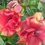 ヒメ日記 2025/03/23 07:15 投稿 斉藤恵 セレブショップ新宿（東京ハレ系）