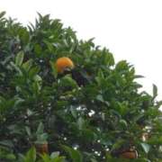 ヒメ日記 2025/03/24 13:01 投稿 斉藤恵 セレブショップ新宿（東京ハレ系）