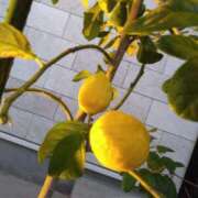 ヒメ日記 2025/03/25 11:36 投稿 斉藤恵 セレブショップ新宿（東京ハレ系）