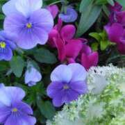 ヒメ日記 2025/03/26 07:15 投稿 斉藤恵 セレブショップ新宿（東京ハレ系）