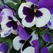 ヒメ日記 2025/03/26 17:45 投稿 斉藤恵 セレブショップ新宿（東京ハレ系）