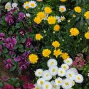 ヒメ日記 2025/03/29 05:59 投稿 斉藤恵 セレブショップ新宿（東京ハレ系）