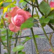 ヒメ日記 2025/03/31 00:15 投稿 斉藤恵 セレブショップ新宿（東京ハレ系）