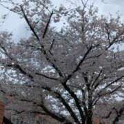 ヒメ日記 2025/03/31 18:03 投稿 斉藤恵 セレブショップ新宿（東京ハレ系）