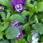 ヒメ日記 2025/04/02 06:03 投稿 斉藤恵 セレブショップ新宿（東京ハレ系）