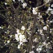 ヒメ日記 2025/04/02 23:46 投稿 斉藤恵 セレブショップ新宿（東京ハレ系）