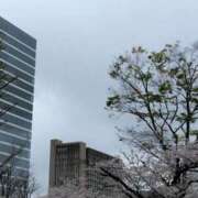 ヒメ日記 2025/04/03 17:04 投稿 斉藤恵 セレブショップ新宿（東京ハレ系）