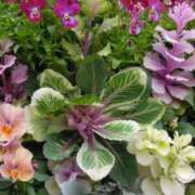 ヒメ日記 2025/04/04 11:21 投稿 斉藤恵 セレブショップ新宿（東京ハレ系）