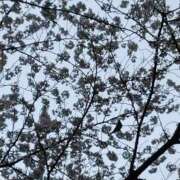 ヒメ日記 2025/04/04 21:59 投稿 斉藤恵 セレブショップ新宿（東京ハレ系）