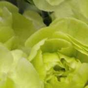 ヒメ日記 2025/04/05 07:02 投稿 斉藤恵 セレブショップ新宿（東京ハレ系）