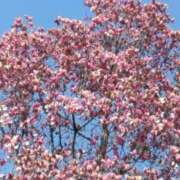 ヒメ日記 2025/04/05 12:05 投稿 斉藤恵 セレブショップ新宿（東京ハレ系）