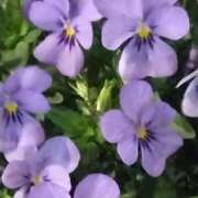 ヒメ日記 2025/04/05 23:45 投稿 斉藤恵 セレブショップ新宿（東京ハレ系）