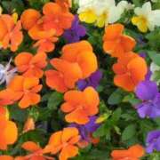 ヒメ日記 2025/04/07 05:29 投稿 斉藤恵 セレブショップ新宿（東京ハレ系）