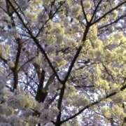 ヒメ日記 2025/04/08 19:02 投稿 斉藤恵 セレブショップ新宿（東京ハレ系）