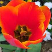 ヒメ日記 2025/04/09 07:15 投稿 斉藤恵 セレブショップ新宿（東京ハレ系）