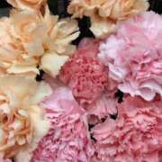 ヒメ日記 2025/04/09 19:02 投稿 斉藤恵 セレブショップ新宿（東京ハレ系）