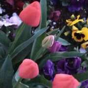 ヒメ日記 2025/04/10 11:31 投稿 斉藤恵 セレブショップ新宿（東京ハレ系）