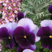 ヒメ日記 2025/04/11 00:30 投稿 斉藤恵 セレブショップ新宿（東京ハレ系）