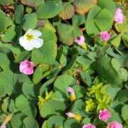 ヒメ日記 2025/04/11 07:31 投稿 斉藤恵 セレブショップ新宿（東京ハレ系）