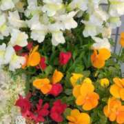 ヒメ日記 2025/04/12 11:02 投稿 斉藤恵 セレブショップ新宿（東京ハレ系）