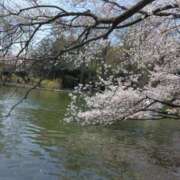 ヒメ日記 2025/04/12 17:15 投稿 斉藤恵 セレブショップ新宿（東京ハレ系）