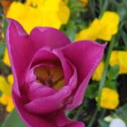 ヒメ日記 2025/04/13 07:15 投稿 斉藤恵 セレブショップ新宿（東京ハレ系）