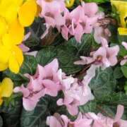 ヒメ日記 2025/04/14 05:20 投稿 斉藤恵 セレブショップ新宿（東京ハレ系）