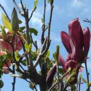 ヒメ日記 2025/04/15 11:36 投稿 斉藤恵 セレブショップ新宿（東京ハレ系）